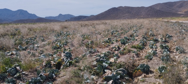 Terreno en venta en Seis de Enero, Lerdo — foto 2 de 4