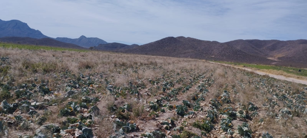 Terreno en venta en Seis de Enero, Lerdo, Durango