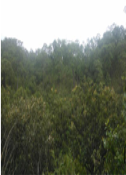 Terreno en venta en Villa Corzo, Villa Corzo — foto 3 de 9