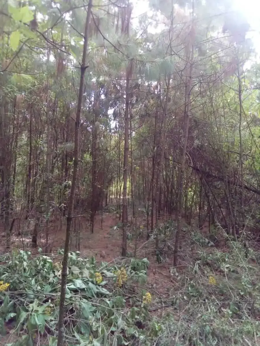 Terreno en venta en Coatepec, Ixtapaluca — foto 1 de 5