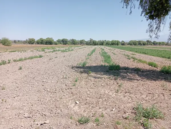 Terreno en venta en Domingo Arenas, Zacatelco — foto 3 de 11