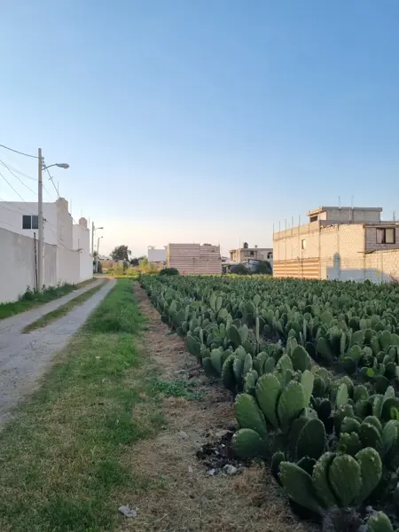 Terreno en venta en San Bernardino Tlaxcalancingo, San Andrés Cholula — foto 2 de 3