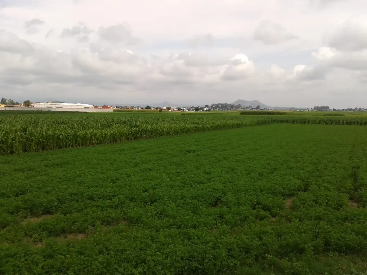 Terreno en venta en Chipilo de Francisco Javier Mina, San Gregorio Atzompa — foto 1 de 5