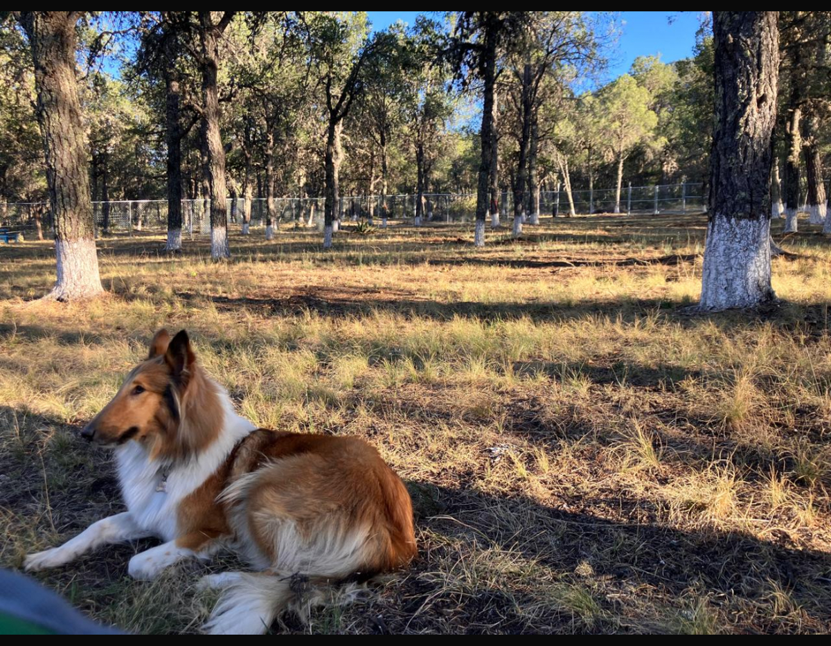 Terreno en venta en El Poleo, Arteaga — foto 1 de 9