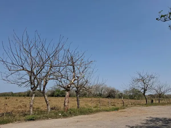Terreno en venta en Villarin, Veracruz — foto 3 de 15