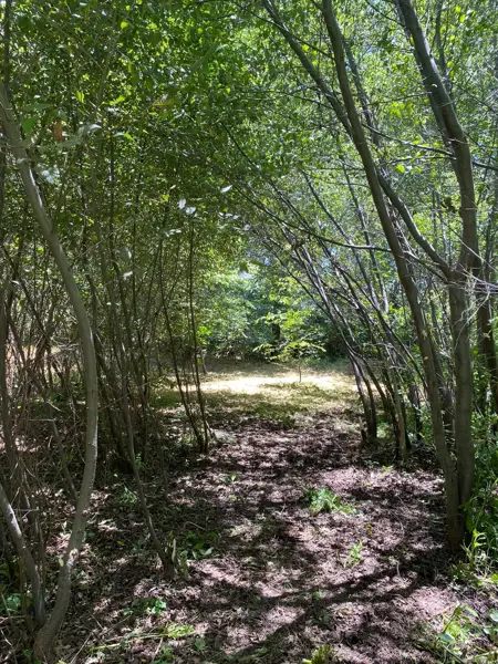 Terreno en venta en Xicohtzingo, Xicohtzinco — foto 2 de 5