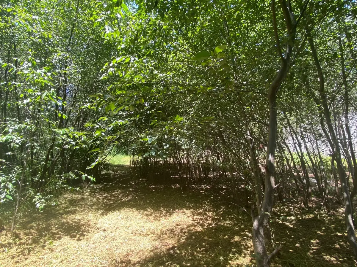 Terreno en venta en Xicohtzingo, Xicohtzinco — foto 1 de 5
