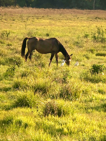 Finca-Rancho en venta en Santa Magdalena Tiloxtoc, Valle de Bravo — foto 2 de 9