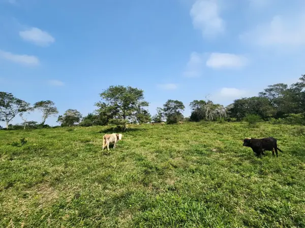 Terreno en venta en El Jobo (Escribano), Tampico Alto — foto 2 de 17