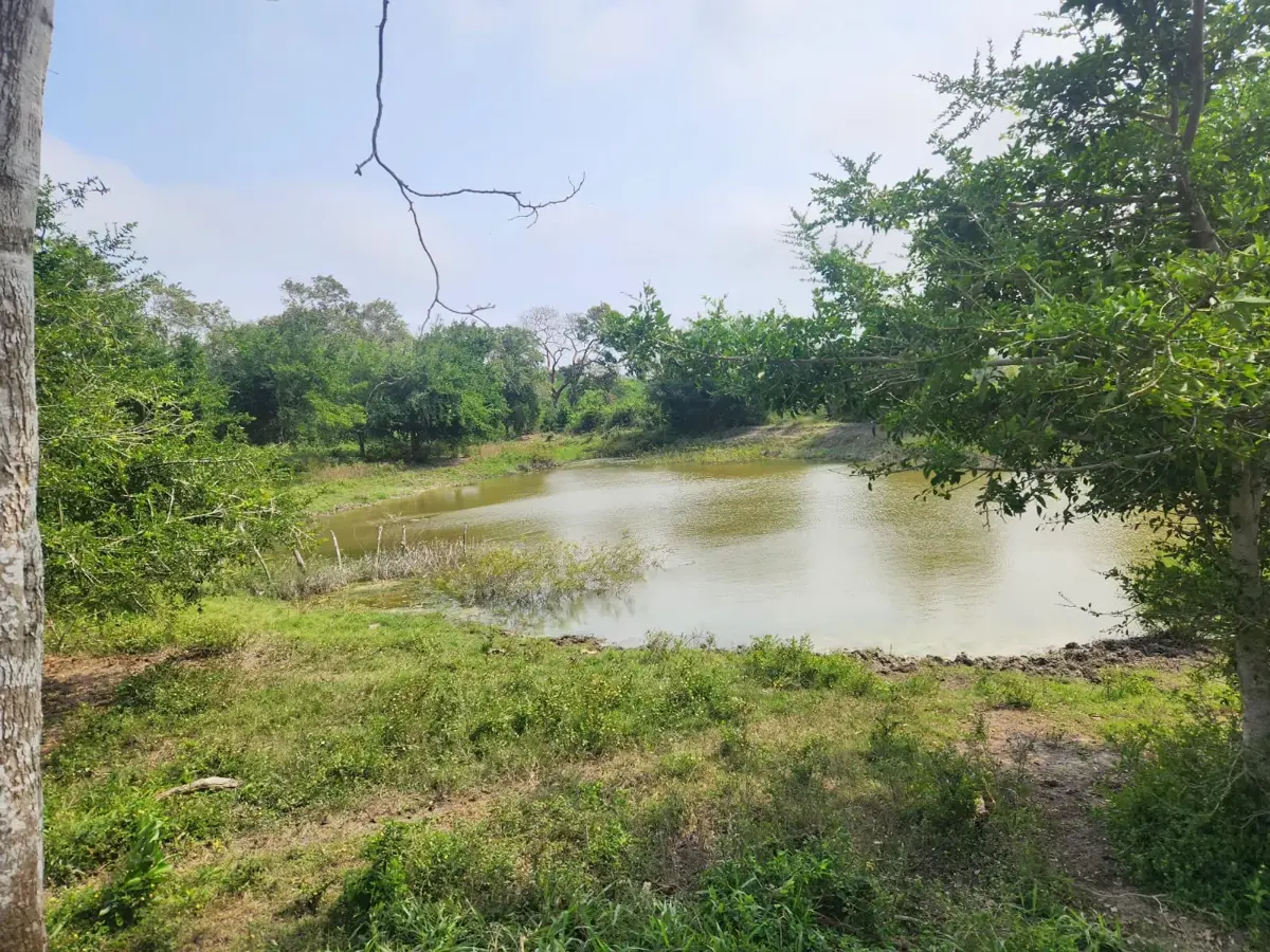 Terreno en venta en El Jobo (Escribano), Tampico Alto — foto 1 de 17