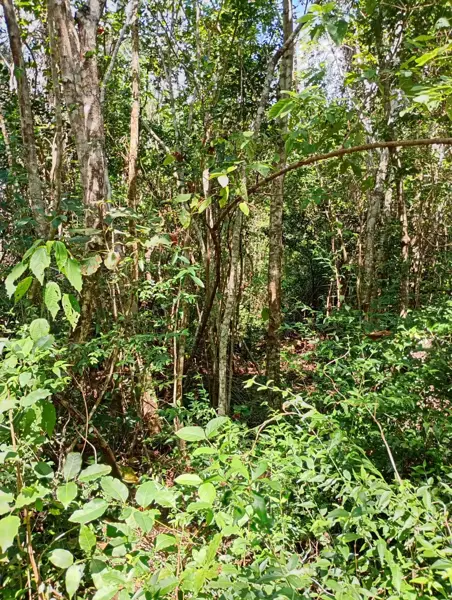 Terreno en venta en Tulum Centro, Tulum — foto 2 de 12