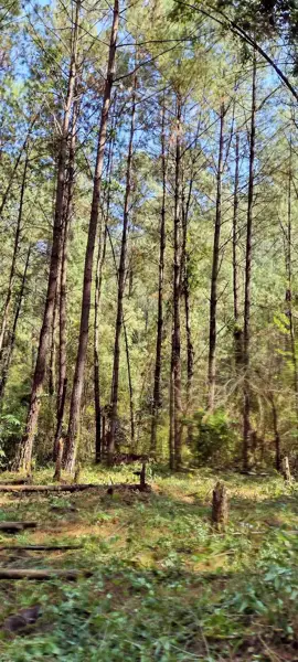 Terreno en renta en Avandaro, Valle de Bravo — foto 2 de 10