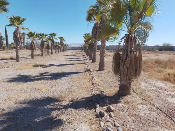 Terreno en venta en Hormiguero, Matamoros — foto 3 de 14