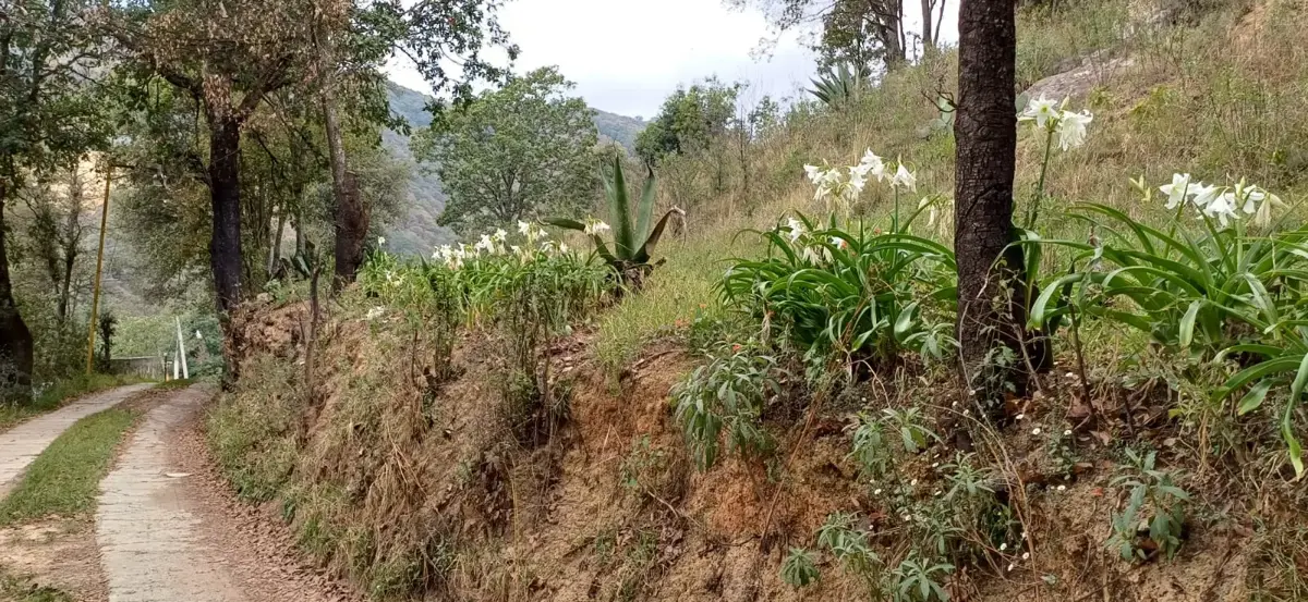 Terreno en venta en El Aviadero, Omitlán de Juárez — foto 1 de 7