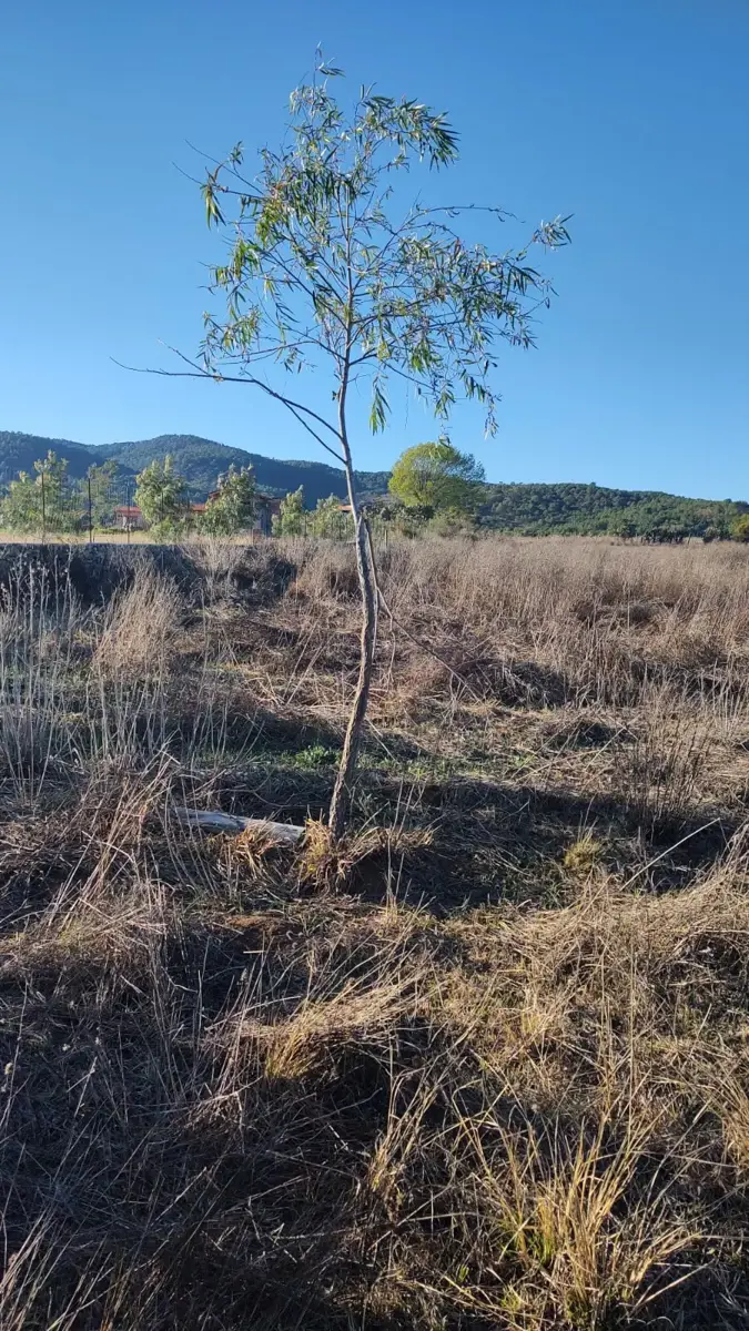 Terreno en venta en La Lagunilla, Tapalpa — foto 1 de 7