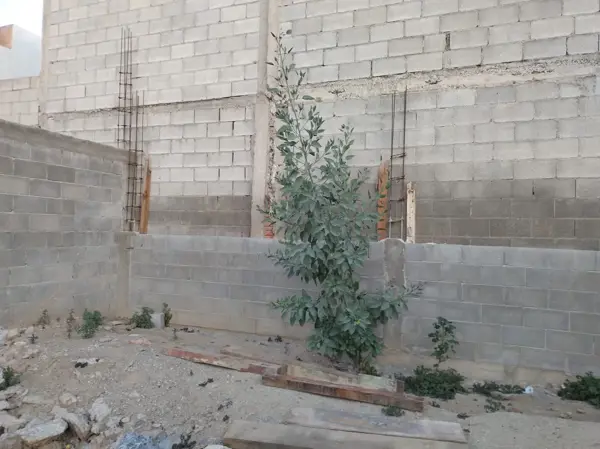 Terreno en renta en Saltillo Centro, Saltillo — foto 2 de 2