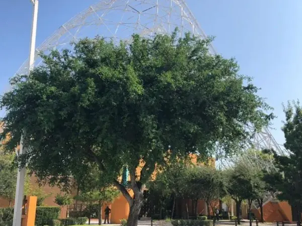 Terreno en venta en Residencial el Fresno, Torreón — foto 2 de 8