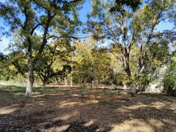 Terreno en venta en Independencia, Parras — foto 3 de 8