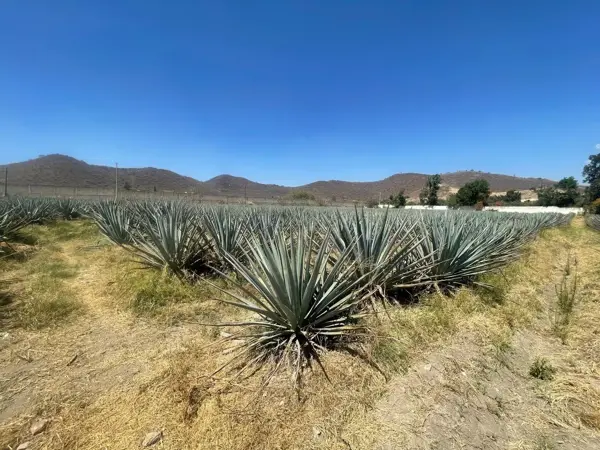 Terreno en Venta uso de Suelo Mixto en San Agustín!