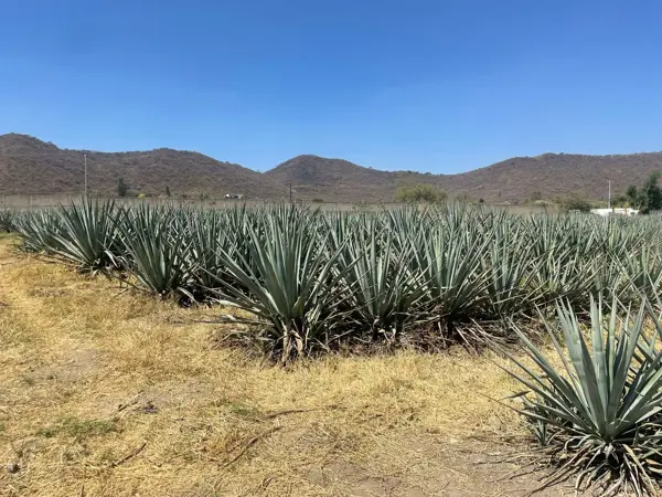 Terreno en venta en San Agustin, Tlajomulco de Zúñiga — foto 3 de 6
