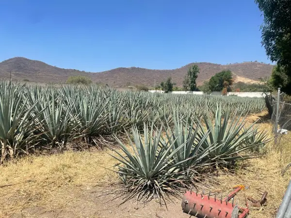 Terreno en venta en San Agustin, Tlajomulco de Zúñiga — foto 2 de 6