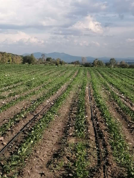 Terreno en venta en Ajuchitlan, Colón — foto 3 de 25