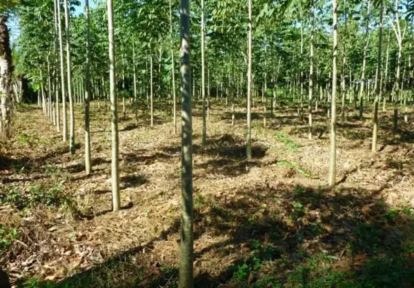 Terreno en venta en Miguel Hidalgo 2da. Sección (Fco. Sarabia), Teapa — foto 2 de 4