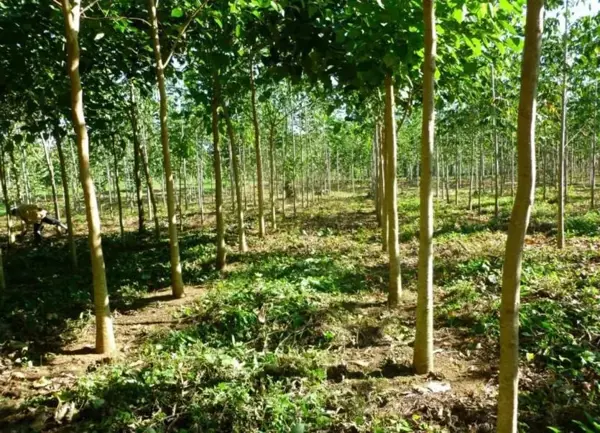 Terreno en venta en Miguel Hidalgo 2da. Sección (Fco. Sarabia), Teapa — foto 3 de 4
