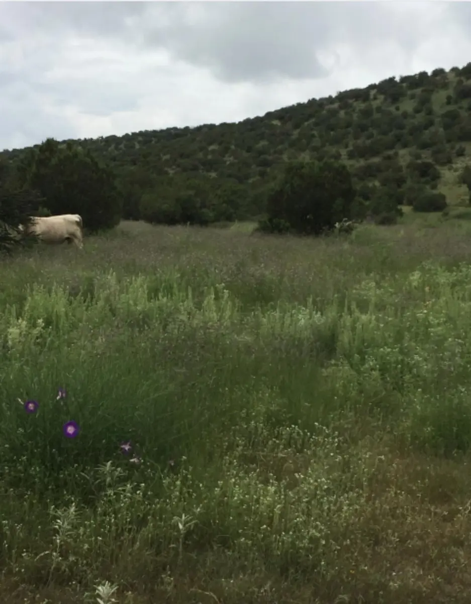 Finca-Rancho en venta en La Parrita, Mapimí — foto 1 de 4
