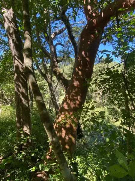 Finca-Rancho en venta en Altozano, Cuauhtémoc — foto 3 de 6