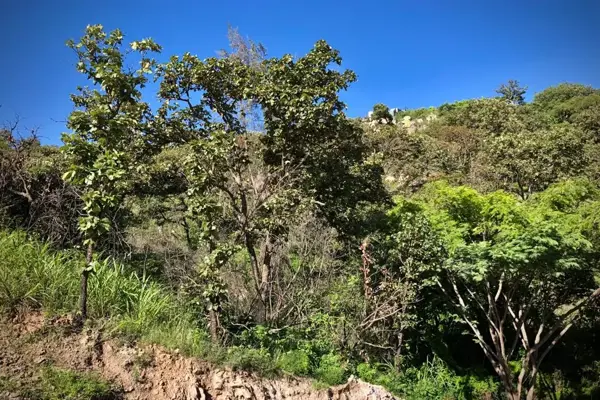 Terreno en venta en Las Cañadas (Bosques de San Isidro), Zapopan — foto 3 de 45