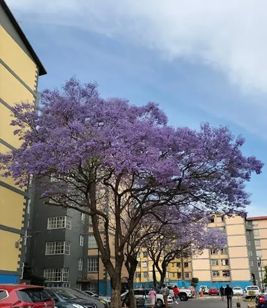 Departamento en venta en Argentina Poniente, Miguel Hidalgo — foto 3 de 23