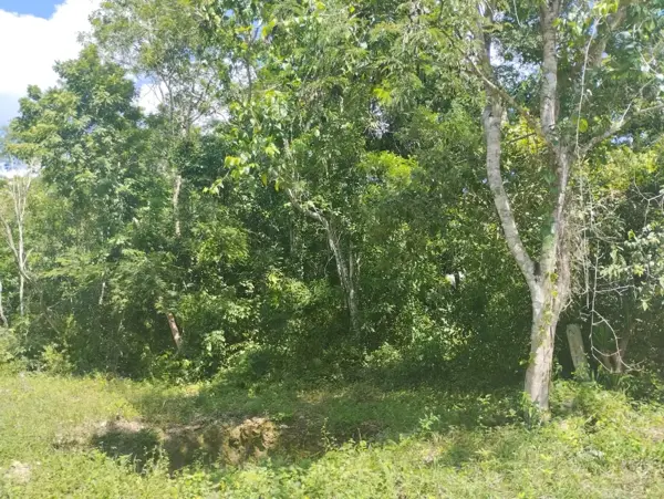 Terreno en venta en Chunyaxché, Felipe Carrillo Puerto — foto 3 de 7