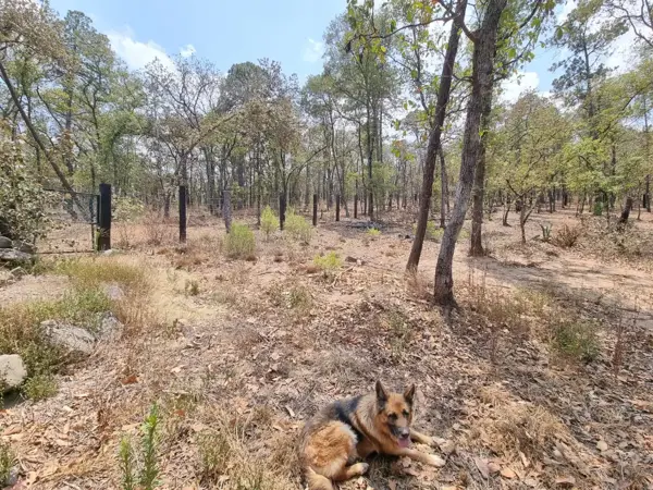 TERRENO EN VENTA EN BOSQUE REAL HUASCA DE OCAMPO TERRENO EN VENTA EN BOSQUE REAL HUASCA DE OCAMPO