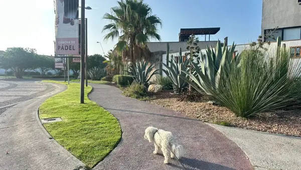 Departamento en renta en Zirándaro, San Miguel de Allende — foto 2 de 19