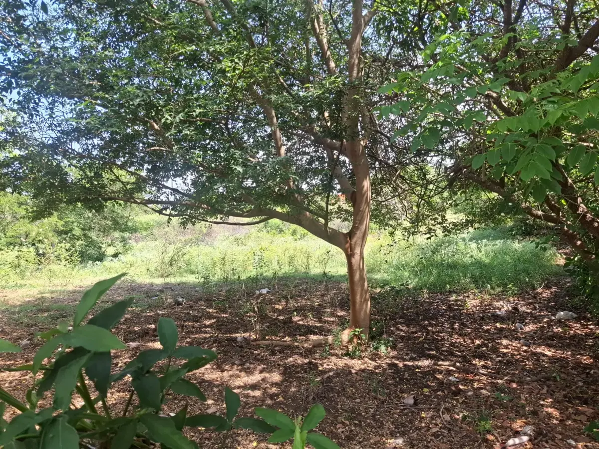 Terreno en venta en Primero de La Palma, Medellín de Bravo — foto 1 de 3