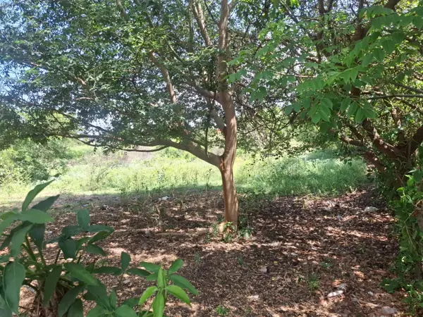 Terreno en venta en Primero de La Palma, Medellín de Bravo — foto 3 de 3
