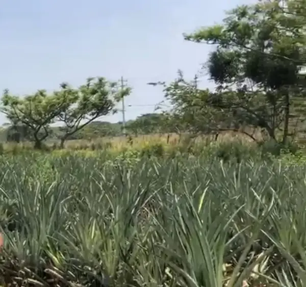 Terreno en venta en La Laguna y Monte del Castillo, Medellín de Bravo — foto 3 de 9