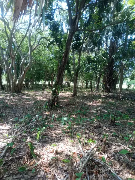 Terreno en venta en Tierra Amarilla 1ra. Sección, Centro — foto 3 de 9