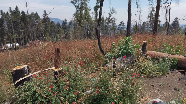 Terreno en venta en Piedra Grande, Huixquilucan — foto 3 de 3