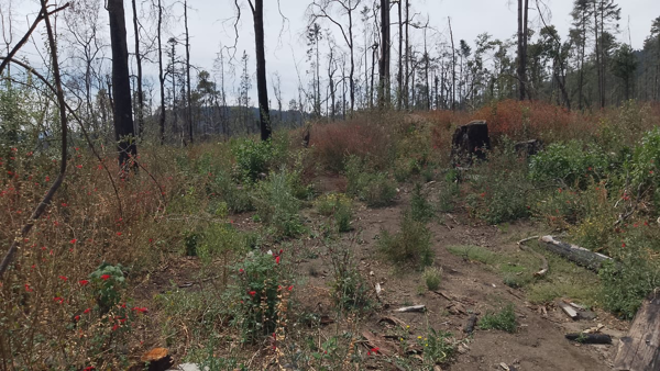 Terreno en venta en Piedra Grande, Huixquilucan — foto 2 de 3