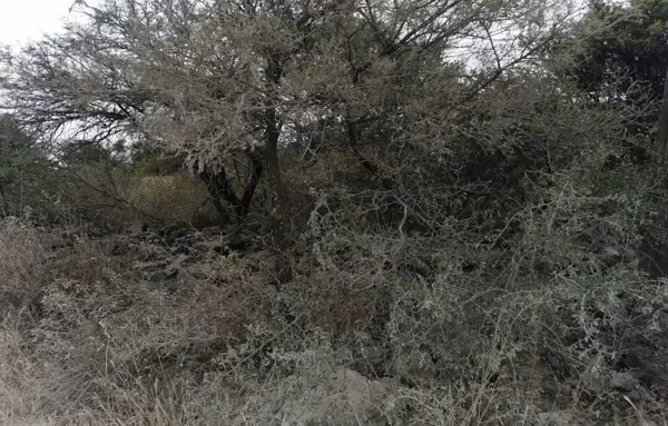 Terreno en Venta en el Tlacote el Bajo (el Gachupin) Colindante a Huertas la Joya