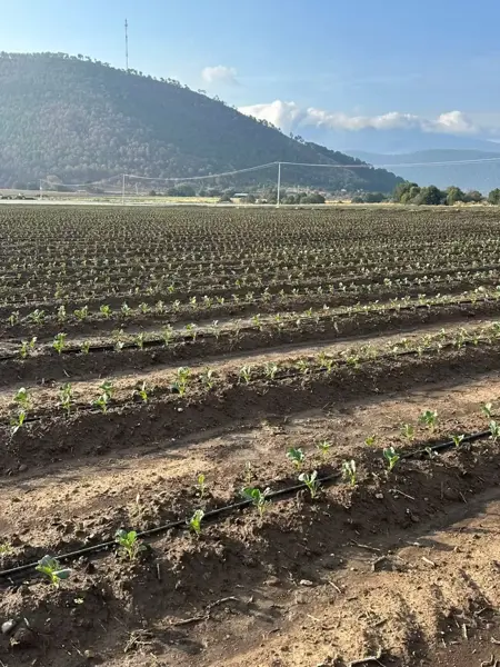 Terreno en venta en El Tunal, Arteaga — foto 2 de 8