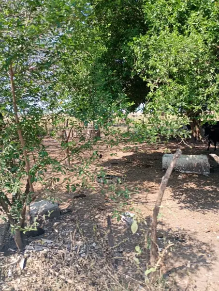 Finca-Rancho en venta en Palmira, Medellín de Bravo — foto 2 de 4