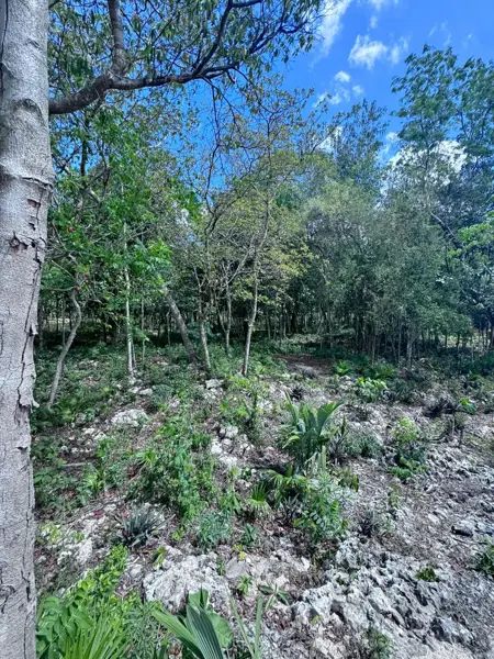Terreno en renta en Supermanzana 55, Benito Juárez — foto 2 de 5