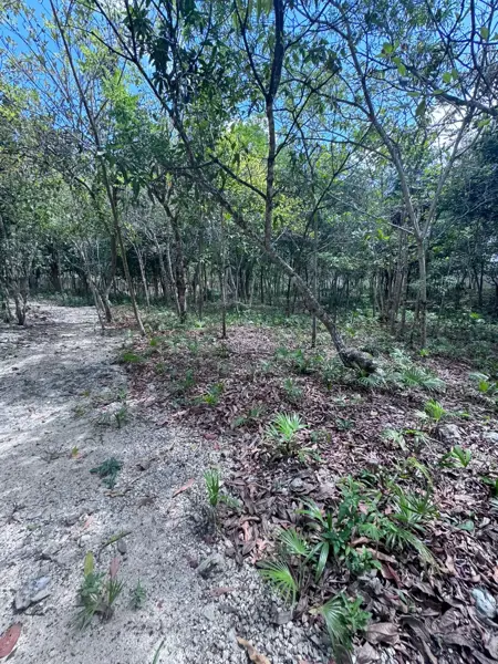 Terreno en renta en Supermanzana 55, Benito Juárez — foto 3 de 5