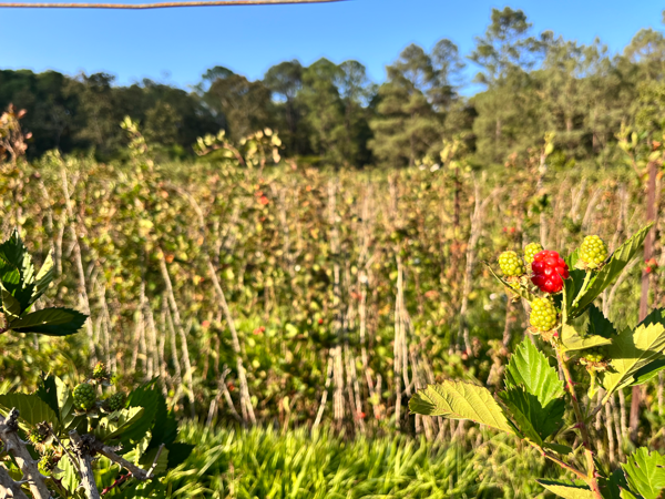 Terreno en venta en Loma de Cancho, Madero — foto 3 de 19