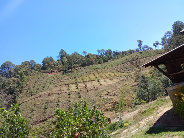 HUERTA DE AGUACATE SOBRE LA AUTOPISTA EN TZITZIO, MICHOACÁN