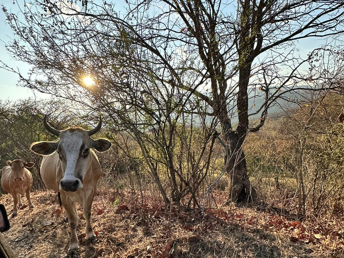 Terreno en venta en Los Llanos, Tzitzio — foto 1 de 16