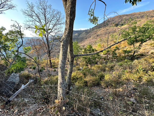 Terreno en venta en Los Llanos, Tzitzio — foto 2 de 16